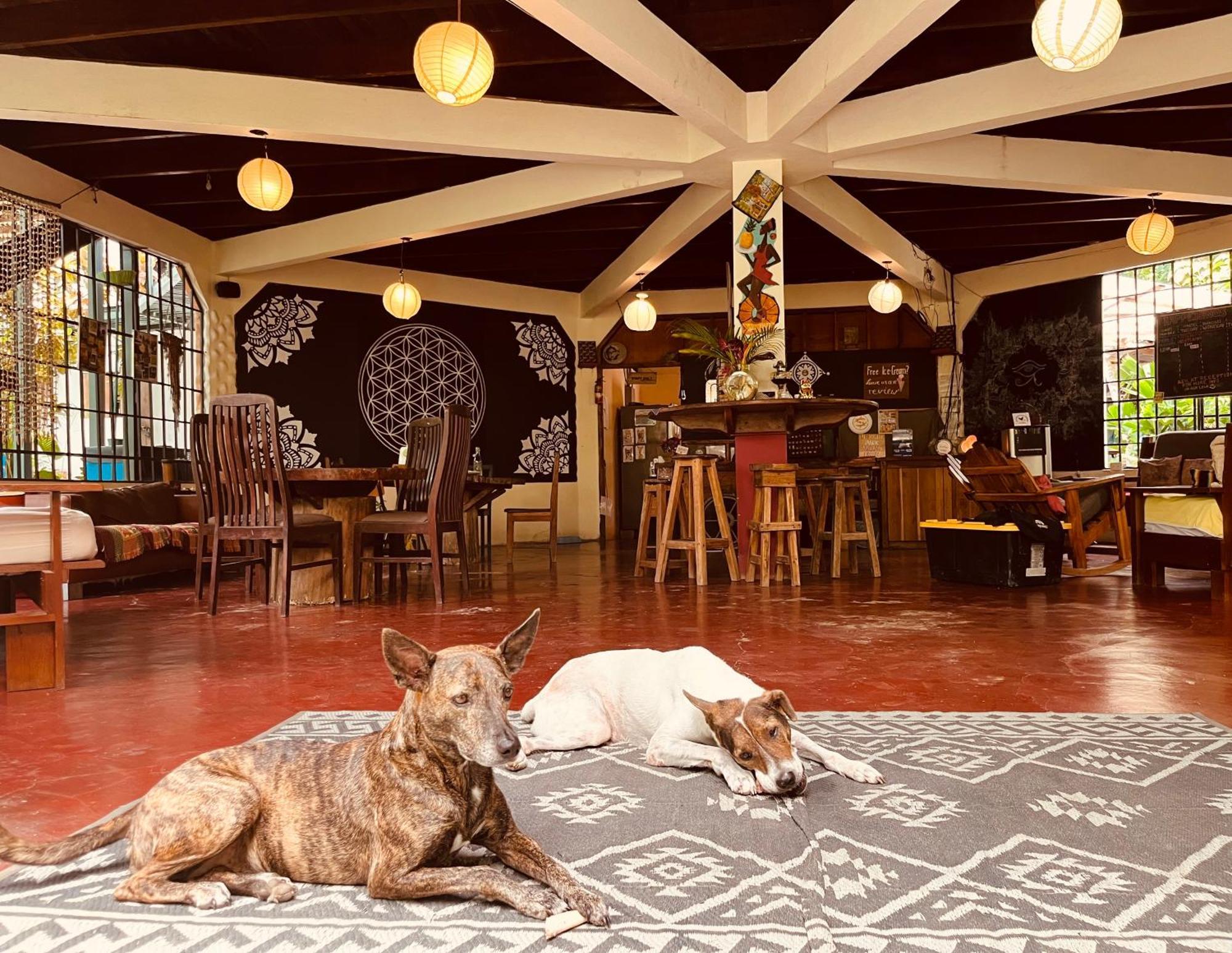 La Ruka Hostel Puerto Viejo de Talamanca Zewnętrze zdjęcie